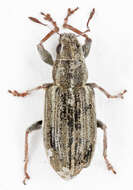 Sitona striatellus Gyllenhal 1834 resmi