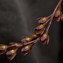 Imagem de Bulbophyllum limbatum Lindl.