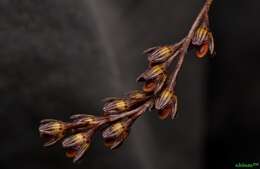 Image de Bulbophyllum limbatum Lindl.