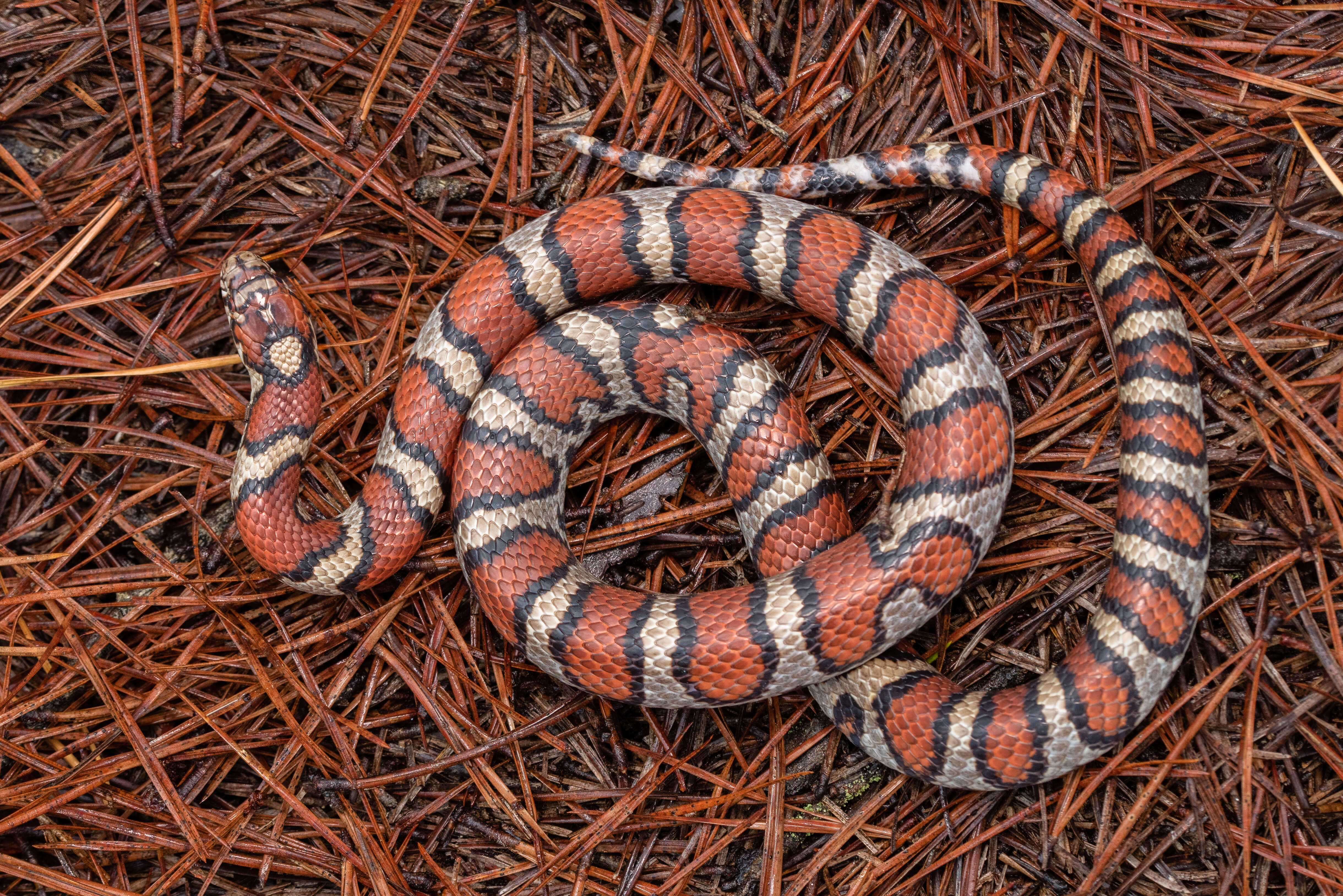 Image of milk snake