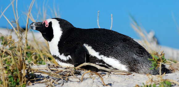 Image of African Penguin