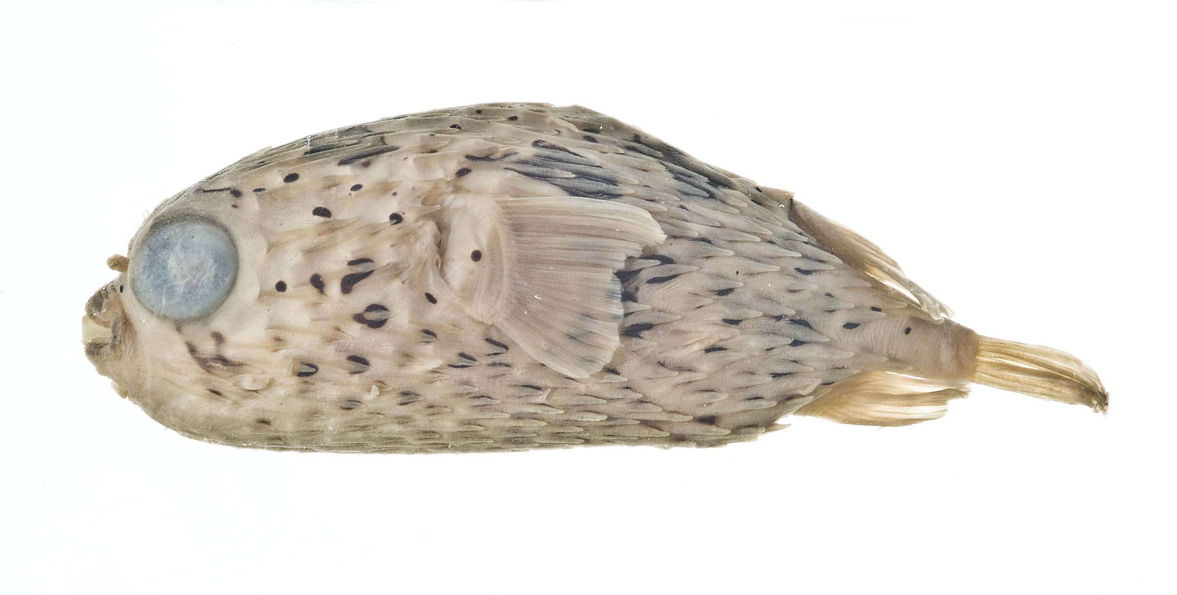 Image of Porcupinefish