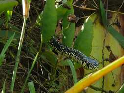 Image of Chicken Snake