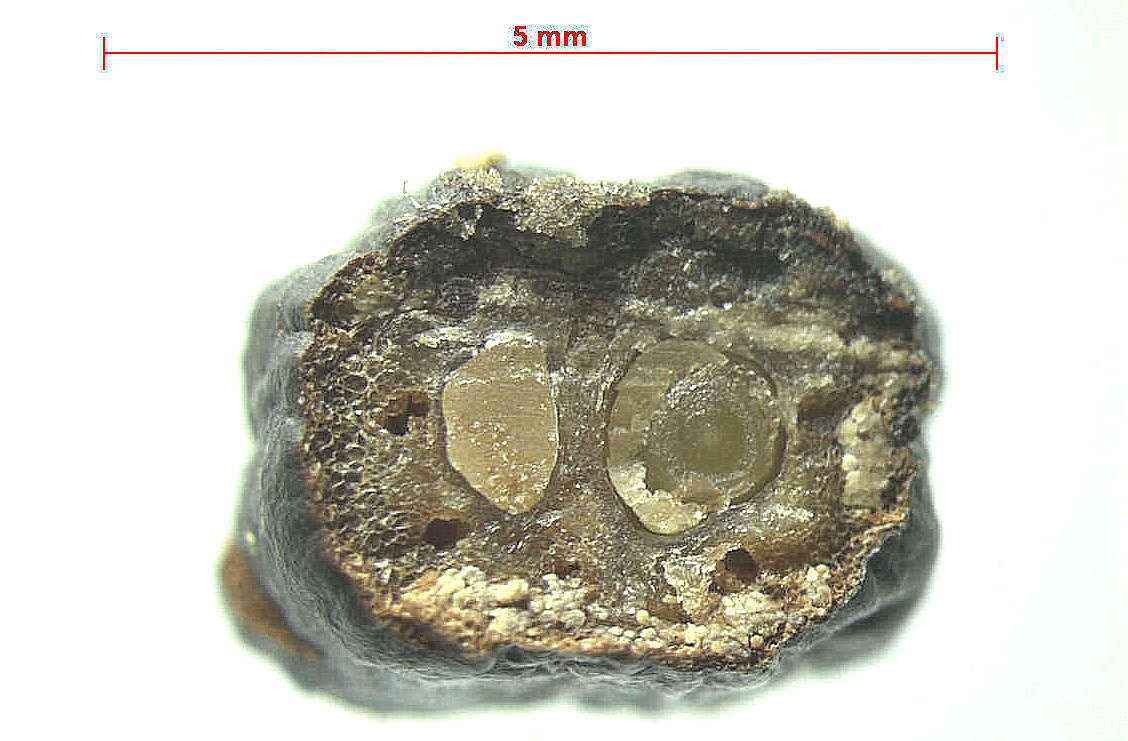 Image de Malanea revolutifolia A. Amaya & Popovkin