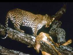 Image of Leopard