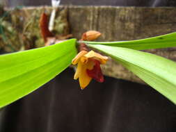 Imagem de Campanulorchis leiophylla (Lindl.) Y. P. Ng & P. J. Cribb