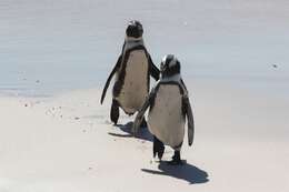 Image of African Penguin