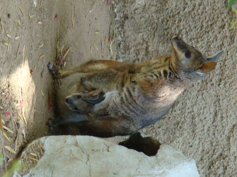 Image of Dama Wallaby