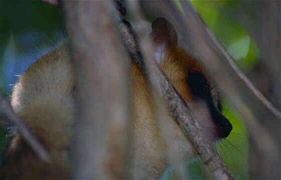 Image of Mouse Lemurs