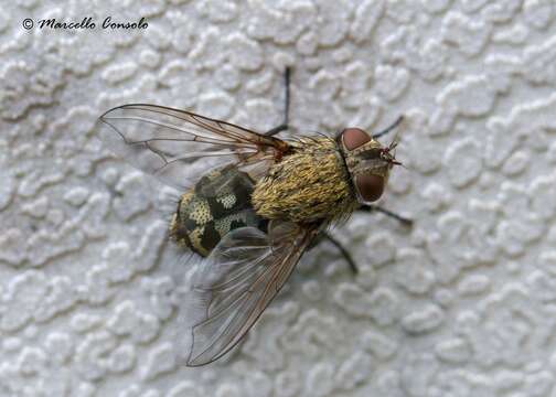 Image of Cluster flies
