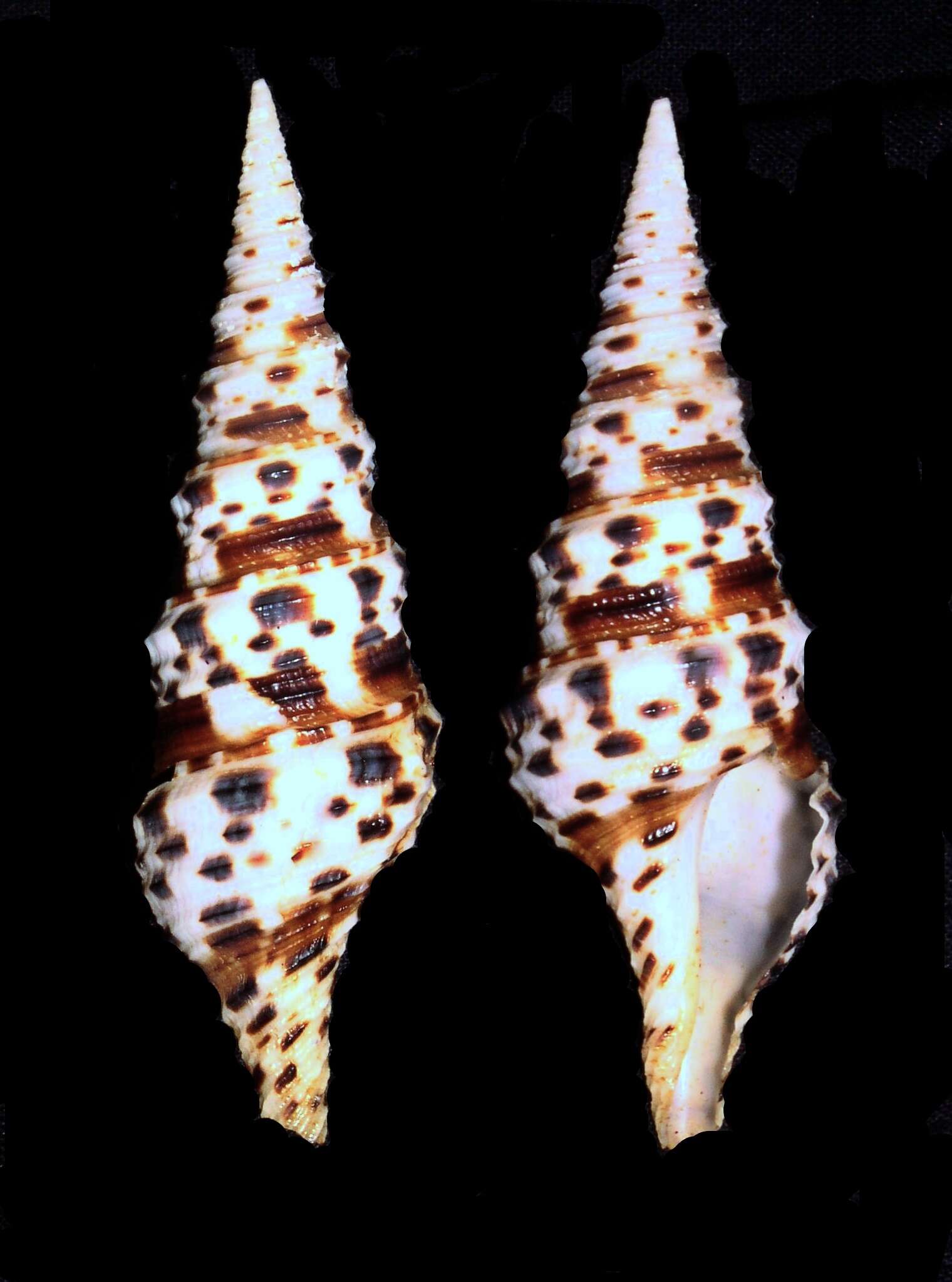 Image of Turridae H. Adams & A. Adams 1853