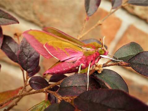 Image of small elephant hawk-moth