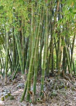 Image of bamboo