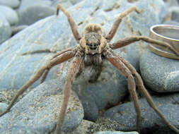 Image of Dolomedes aquaticus Goyen 1888