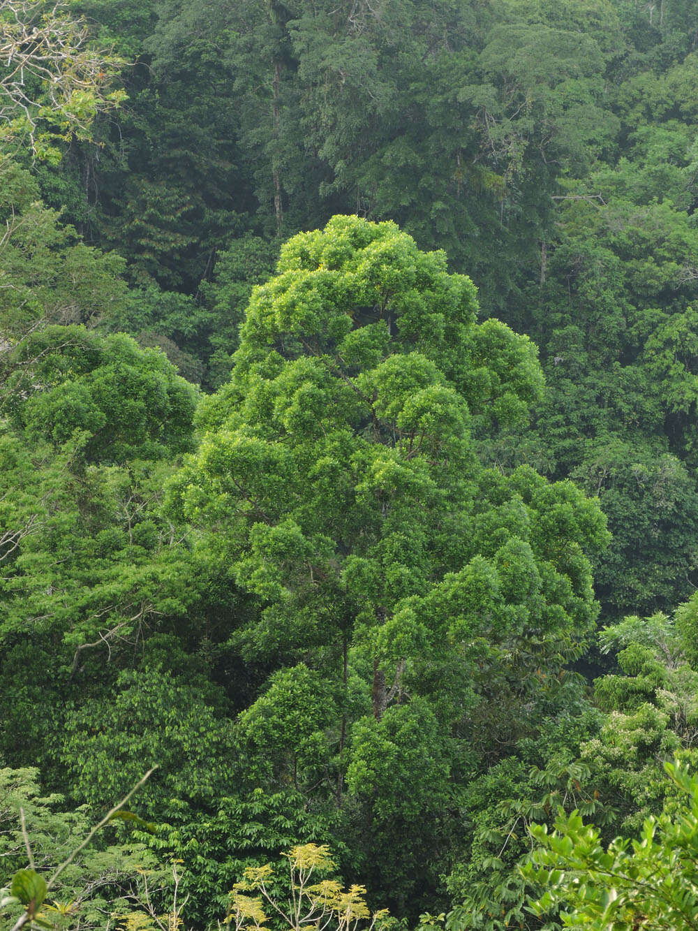 Image of Vochysia guatemalensis J. D. Smith