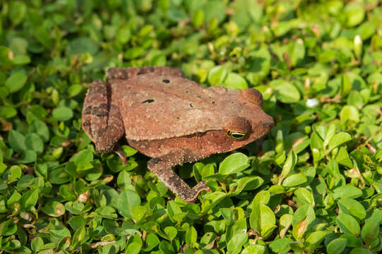 Image of beaked toads