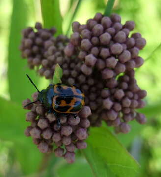 Image of Swamp Milkweed Leaf Beetle