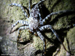 Image of wall crab spiders