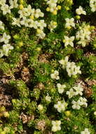 Image of Galium cespitosum Lam.