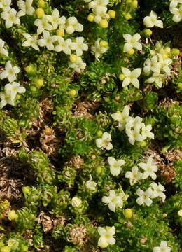 Plancia ëd Galium cespitosum Lam.