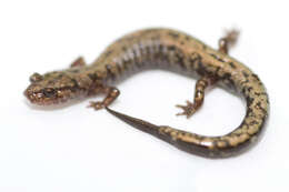 Plethodon welleri Walker 1931 resmi