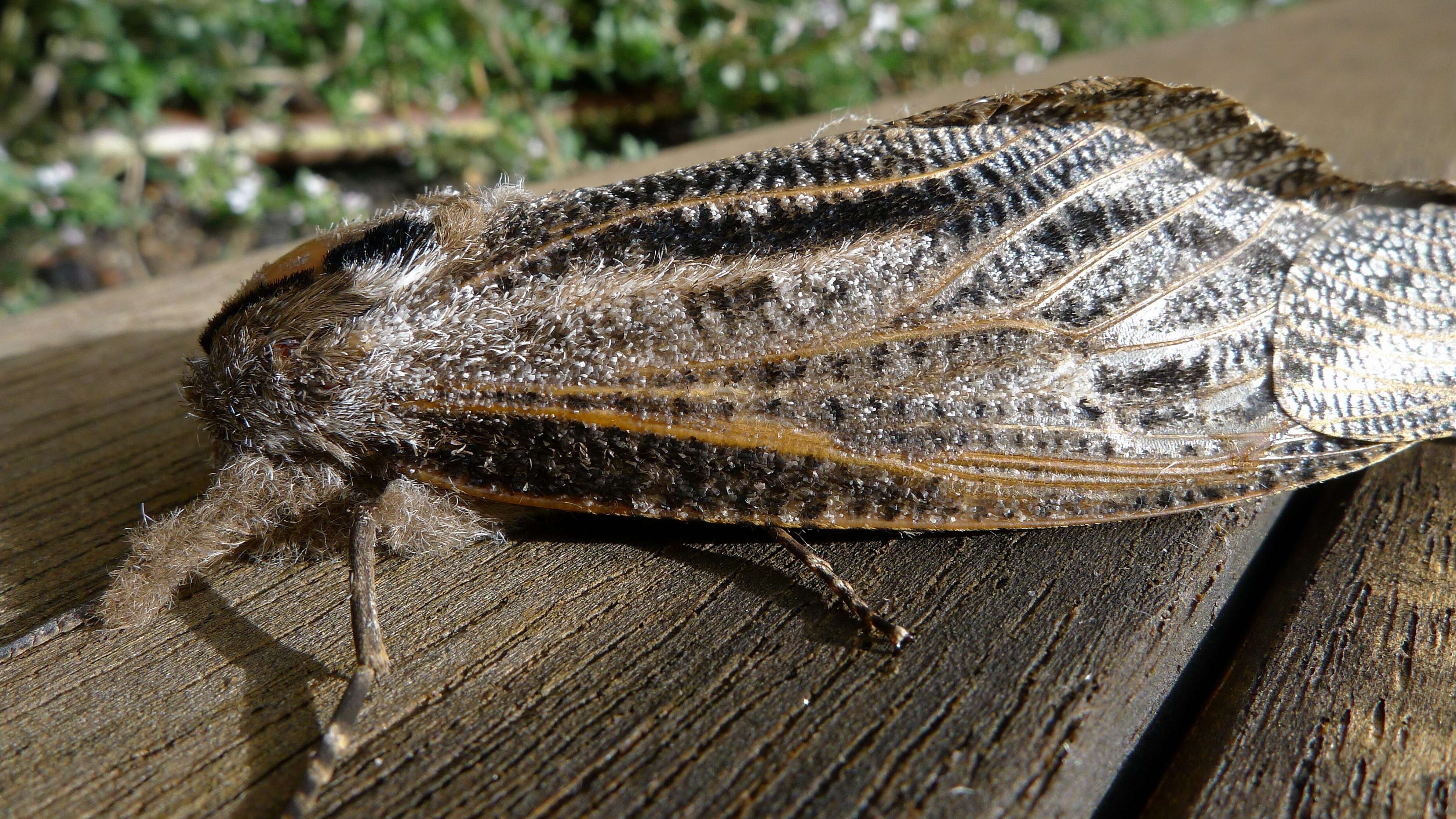 Endoxyla lituratus resmi