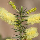 Image of Acacia verticillata subsp. verticillata