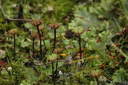 Sivun Marchantiaceae kuva