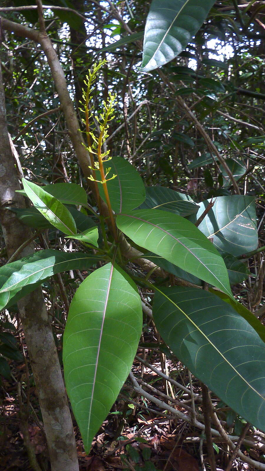 Plancia ëd Palicourea blanchetiana Schltdl.