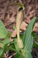 Image of Aristolochia croatica Horvatic