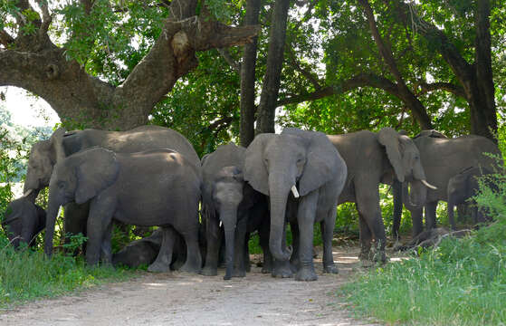 Image of African elephant