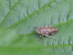 Image of spittlebugs