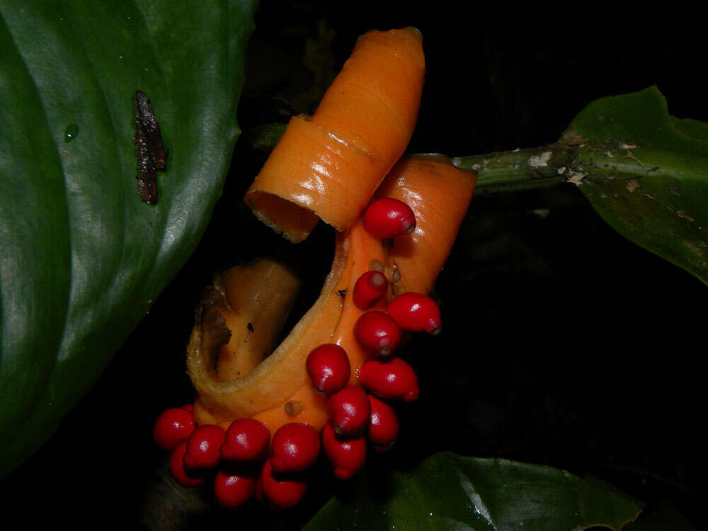 Image of Dieffenbachia concinna Croat & Grayum