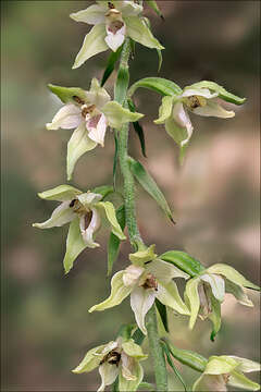 Image of Helleborine