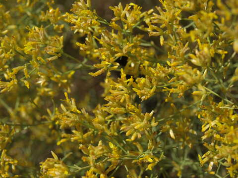 Image of threadleaf snakeweed