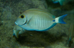 Image of Black Doctorfish