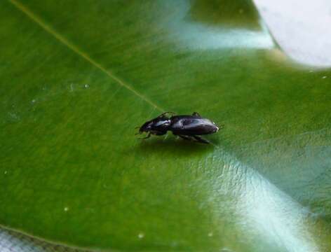 Image of Agonum (Agonum) placidum (Say 1823)