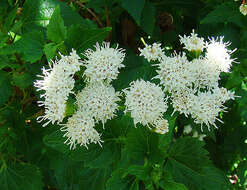 Sivun Ageratina glechonophylla (Less.) R. King & H. Rob. kuva