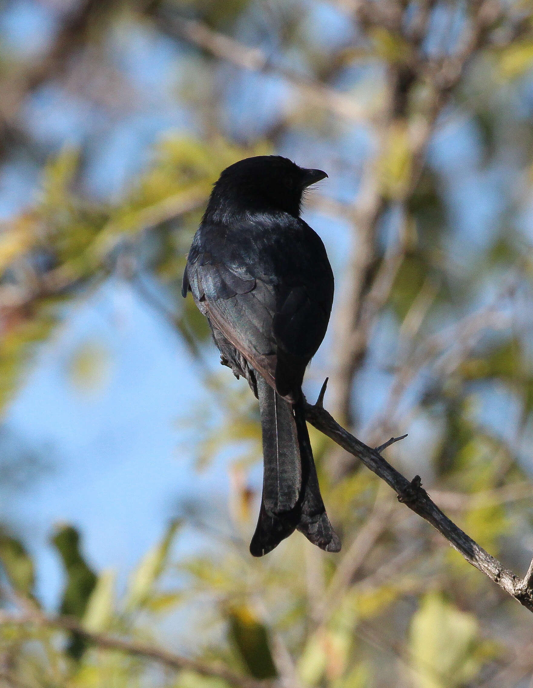 Image of drongos