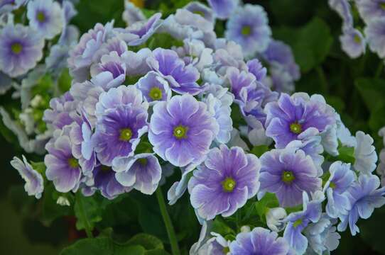 Image of Primula obconica Hance