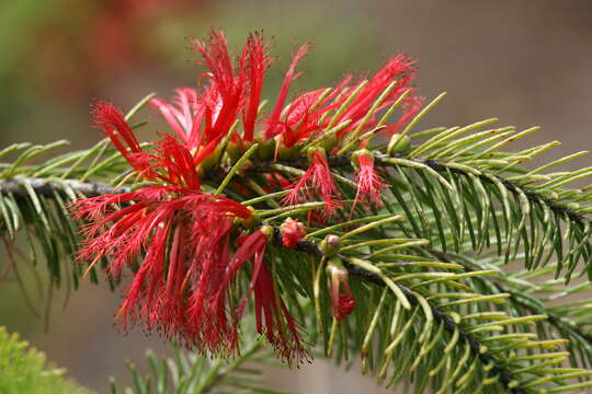 Image of Melaleuca hislopii Craven & R. D. Edwards