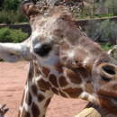 Image of Giraffa camelopardalis reticulata