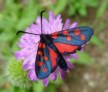 Image of Zygaena transalpina Esper 1781