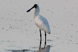 Image of Platalea Linnaeus 1758