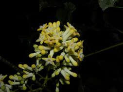 Plancia ëd Strychnos peckii B. L. Robinson