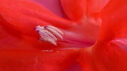 Image of Ruellia affinis (Schrad.) Lindau