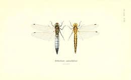 Image of Skimmers (Dragonflies)