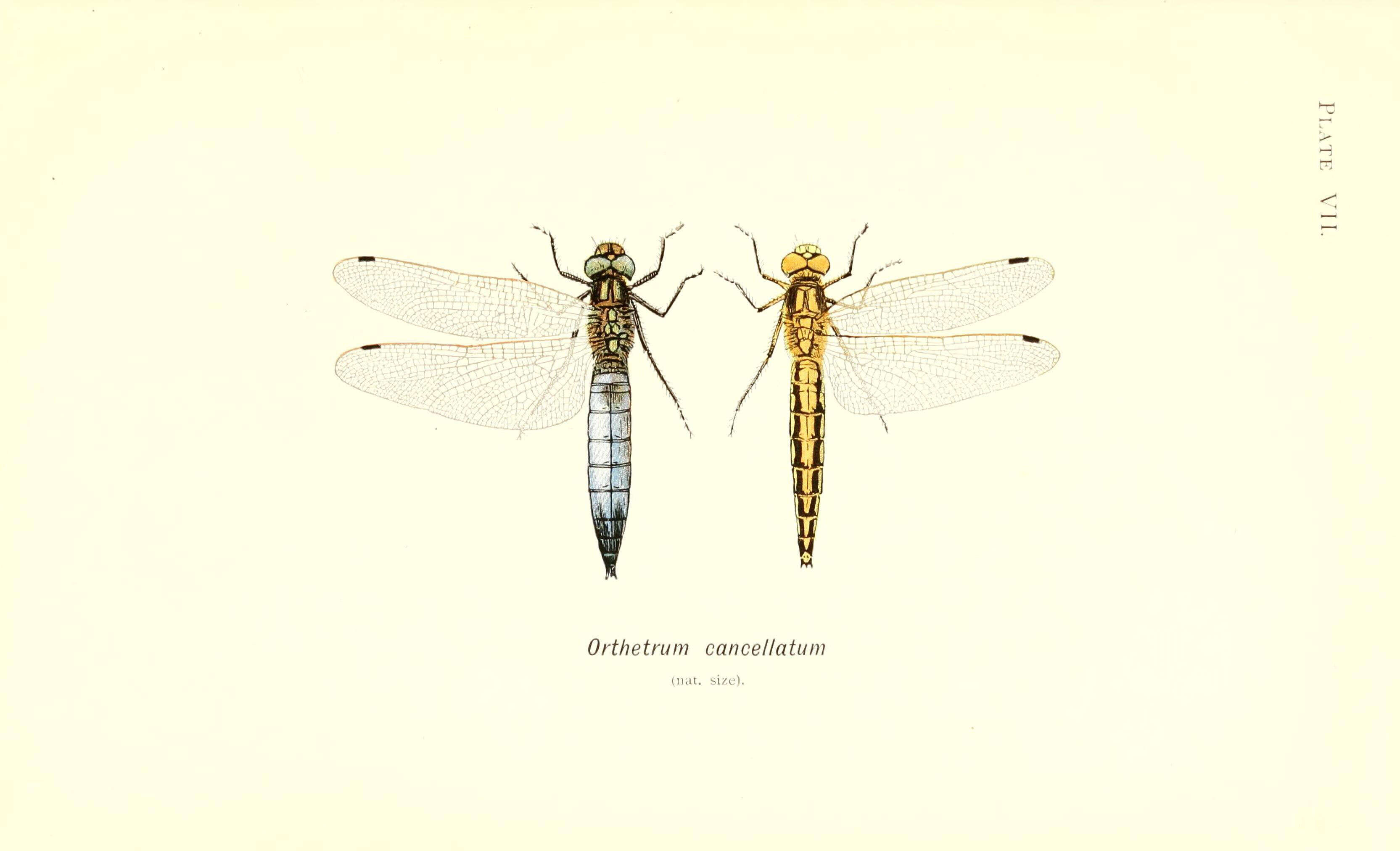 Image of Skimmers (Dragonflies)