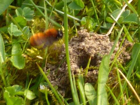 Image of Tawny Mining Bee