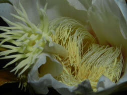 Image of nightblooming cactus